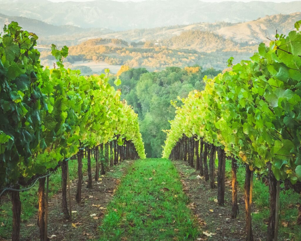 Merlot fra Californien