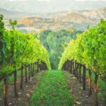 Merlot fra Californien